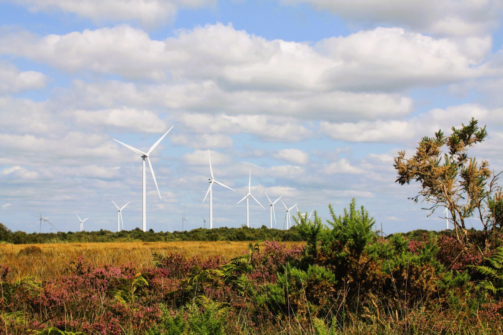 Photograph of Cloghan Windmills in County Offaly